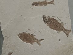 -湖南省地质博物馆