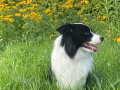 -瑞派宠物医院·中兽医专科(中央商城分院)