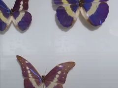 -上海昆虫博物馆