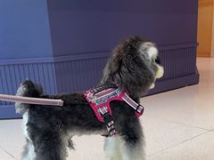 -帕帕拉兹宠物(亚洲旗舰店)