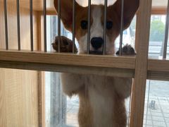 -1013 PET SHOP精品宠物商店(丁香店)