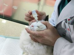 -艾贝尔宠物诊疗