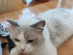 -momokira米努特·德文卷毛猫·棉花面纱犬