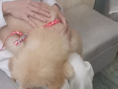 -瑞派紫金宠物医院24小时·骨科·中兽医·重症转诊中心(番禺大石院)