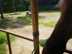 -深圳野生动物园