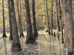 -桤木河湿地公园