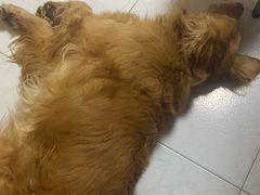 -瑞派福兴宠物医院犬猫全科·骨科·中西医结合(河东店)