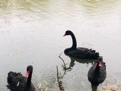 -长兴太湖图影湿地文化园