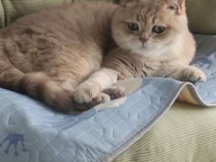 -欣宠猫屋·矮脚拿破仑·蓝金金渐层