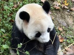 -都江堰中华大熊猫苑