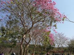 -天适樱花悠乐园