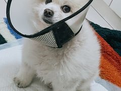 -北京观赏动物医院·24小时大型综合·猫专科·异宠专科