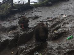 -峨嵋山金顶