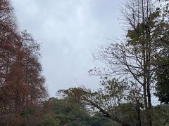 -深圳仙湖植物园