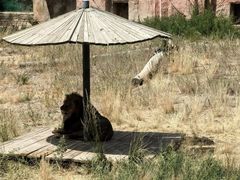 -新疆天山野生动物园