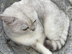 -喵屿·大理花园猫咖