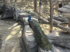 -泉州海丝野生动物世界