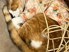 -和它·交个朋友·狗咖猫咖(爱琴海店)