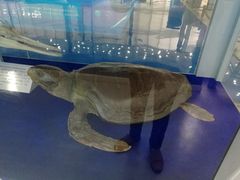 -上海海洋大学鱼文化博物馆(军工路校区)