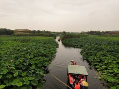 -荷塘月色湿地公园·向阳花洲