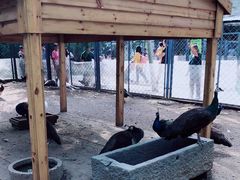 -长白岛森林公园