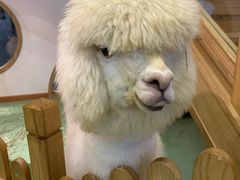 -藦茜花园宠物主题亲子互动体验馆(国顺东路店)
