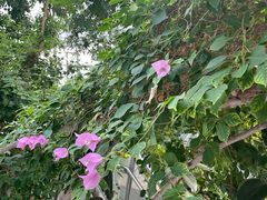 -北京植物园-展览温室