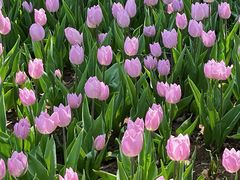 -石家庄市植物园