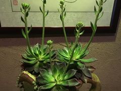 -慢丽江·云南野生菌土鸡锅(西山店)