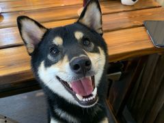 -柴源莊·柴小宠柴犬咖啡