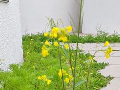 -格桑花餐厅·炭火烤羊腿(丰宁坝上草原店)