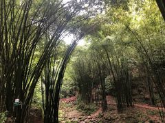 -川西竹海景区