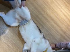 -Husky Go! 哈士奇体验馆·宠物咖啡厅狗咖