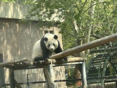 -成都动物园