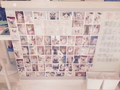 -喵的天空名猫咖啡馆·撸猫·猫舍·用品