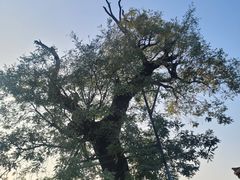 -青州古城