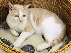 -鼓捣猫呢主题猫咖店