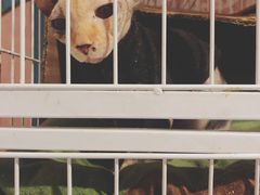 -猫色咖啡·猫咖