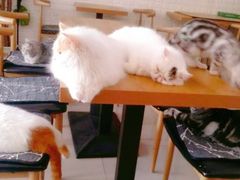 -平行世界·猫咖(首经贸店)