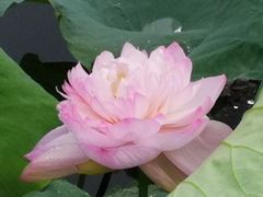 -荷塘月色湿地公园·向阳花洲