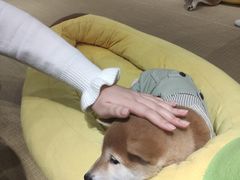 -逗柴咖啡屋·狗咖猫咖宠物桌游