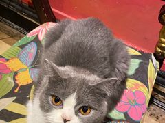 -猫色咖啡·猫咖