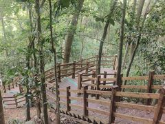 -霸王岭国家森林公园