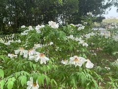 -洛阳市隋唐城遗址植物园
