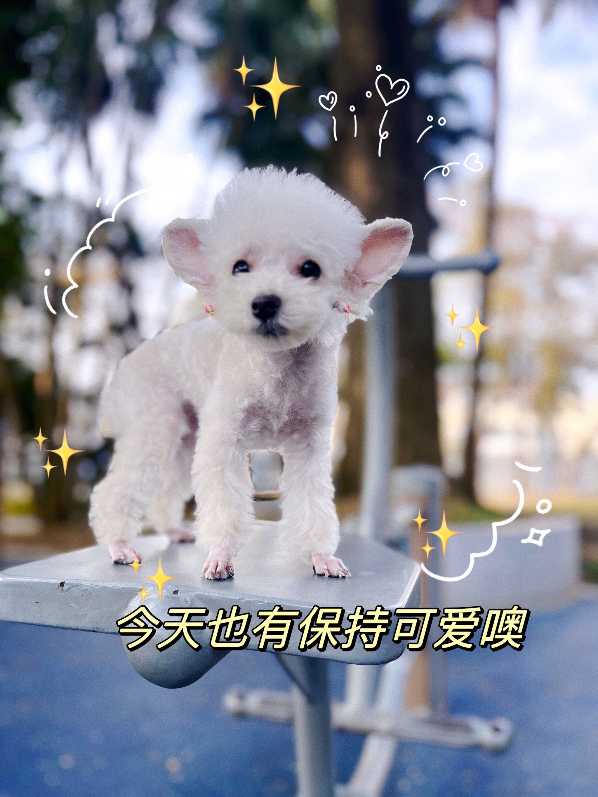 白色飞耳泰迪mm