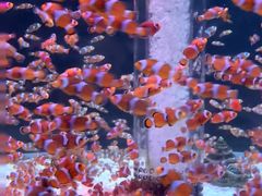 -海合安成都极地海洋公园