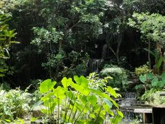 -绿光森林餐厅