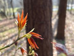 -上海共青森林公园