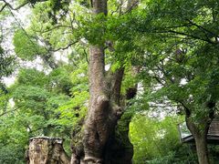 -来宫神社
