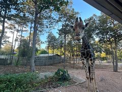 -清迈夜间动物园